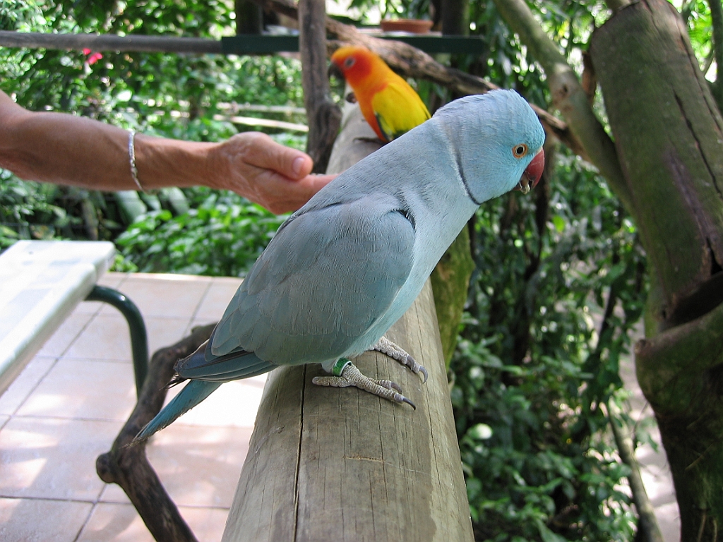 046 Birdworld Kuranda.jpg